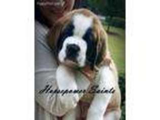 Saint Bernard Puppy for sale in Autryville, NC, USA