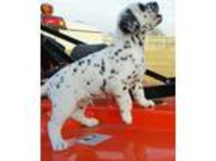 Dalmatian Puppy for sale in Keota, OK, USA