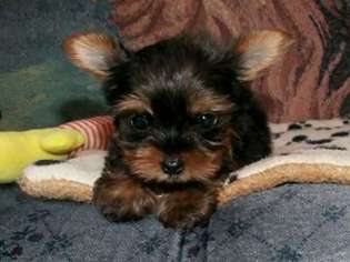 Yorkshire Terrier Puppy for sale in GRAHAM, WA, USA