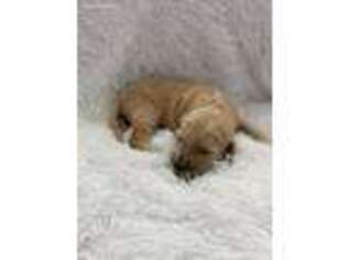 Goldendoodle Puppy for sale in Beverly Hills, FL, USA