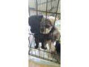Mutt Puppy for sale in Lemoore, CA, USA