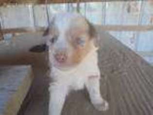 Australian Shepherd Puppy for sale in Red Oak, VA, USA