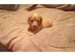 Dachshund Puppy for sale in Marengo, OH, USA