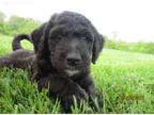 Goldendoodle Puppy for sale in Mooreland, IN, USA