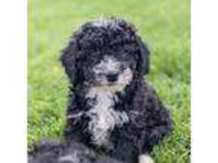 Mutt Puppy for sale in Angola, IN, USA