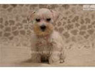 Mutt Puppy for sale in Reading, PA, USA