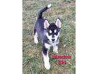 Alaskan Malamute Puppy for sale in Imlay City, MI, USA