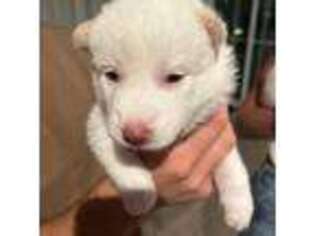 Siberian Husky Puppy for sale in Toano, VA, USA