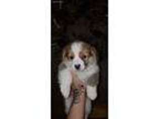 Pembroke Welsh Corgi Puppy for sale in Falmouth, MA, USA