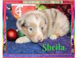Australian Shepherd Puppy for sale in Belen, NM, USA