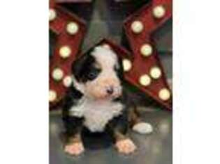 Bernese Mountain Dog Puppy for sale in Lititz, PA, USA