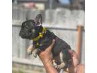 French Bulldog Puppy for sale in Atwater, CA, USA
