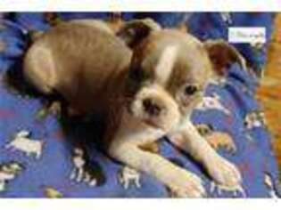 Boston Terrier Puppy for sale in Jonesboro, AR, USA
