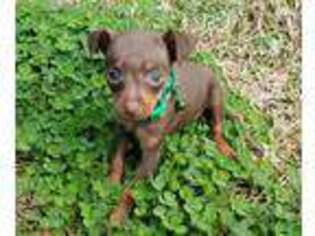 Miniature Pinscher Puppy for sale in Rock Hill, SC, USA