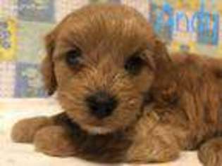 Cavapoo Puppy for sale in Sheridan, IN, USA