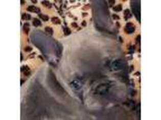 French Bulldog Puppy for sale in Niles, MI, USA