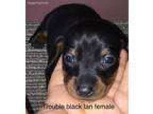 Dachshund Puppy for sale in Huffman, TX, USA