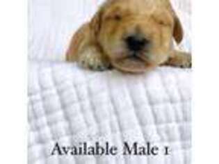 Mutt Puppy for sale in Bakersville, NC, USA