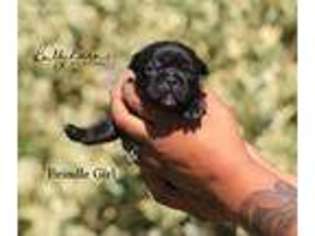 French Bulldog Puppy for sale in Alderson, OK, USA