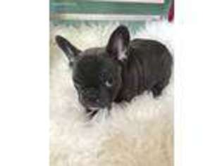 French Bulldog Puppy for sale in Holly, MI, USA