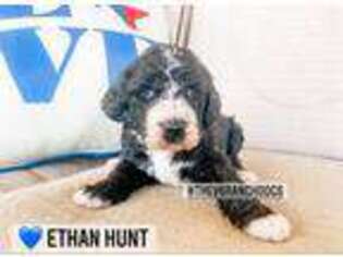 Mutt Puppy for sale in Sulphur Springs, TX, USA