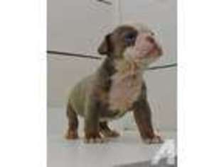 Olde English Bulldogge Puppy for sale in PEARLAND, TX, USA