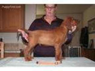 Irish Setter Puppy for sale in Cedar City, UT, USA