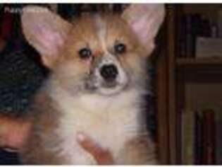 Pembroke Welsh Corgi Puppy for sale in Porter, TX, USA