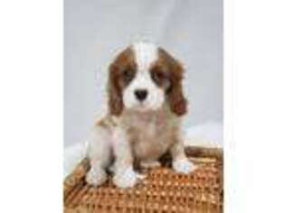 Cavalier King Charles Spaniel Puppy for sale in Elnora, IN, USA