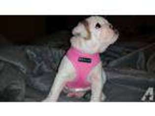 Bulldog Puppy for sale in HERCULANEUM, MO, USA