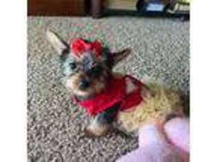 Yorkshire Terrier Puppy for sale in Rhome, TX, USA
