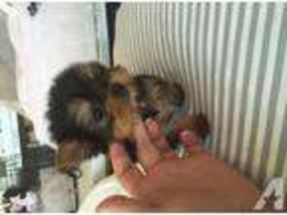 Yorkshire Terrier Puppy for sale in WILSON, NC, USA
