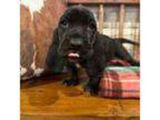 Basset Hound Puppy for sale in Marianna, FL, USA