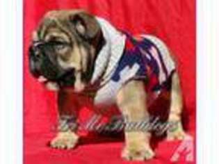Bulldog Puppy for sale in BEAUMONT, TX, USA