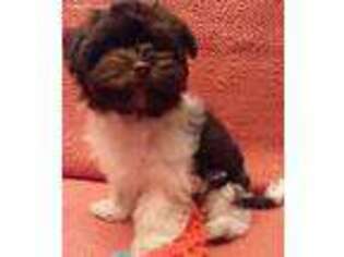 Havanese Puppy for sale in Hager City, WI, USA