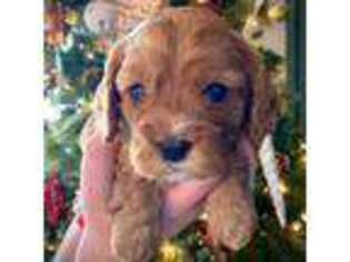 Cavapoo Puppy for sale in Avondale, AZ, USA