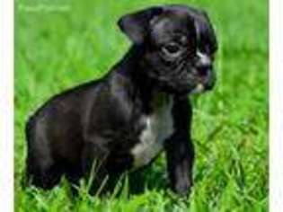 French Bulldog Puppy for sale in Pell City, AL, USA