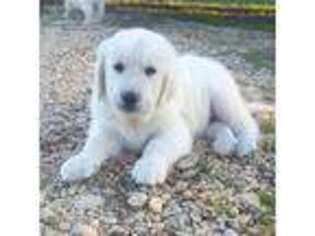 Golden Retriever Puppy for sale in Kingsbury, TX, USA