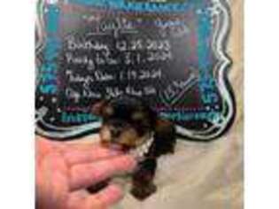 Yorkshire Terrier Puppy for sale in Colorado City, TX, USA