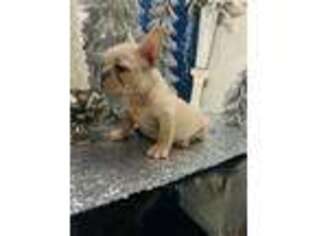 French Bulldog Puppy for sale in Mesquite, TX, USA
