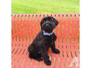 Mutt Puppy for sale in SANDERS, KY, USA