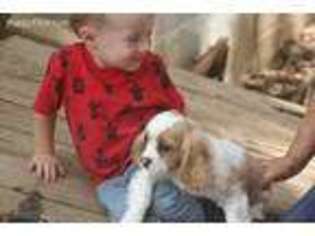 Cavalier King Charles Spaniel Puppy for sale in Bedford, VA, USA