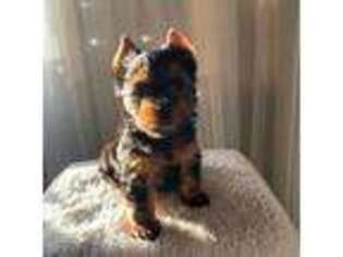 Yorkshire Terrier Puppy for sale in Pittsburg, CA, USA