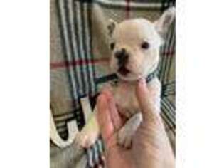 French Bulldog Puppy for sale in Denton, TX, USA