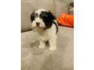 Havanese Puppy for sale in Milwaukee, WI, USA