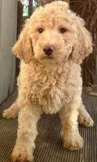 Goldendoodle Puppy for sale in Longmont, CO, USA