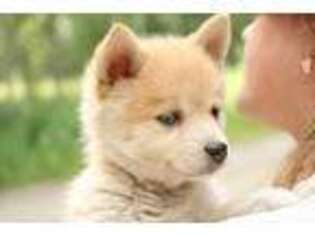 Mutt Puppy for sale in Fairbanks, AK, USA