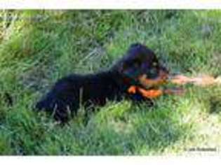 Rottweiler Puppy for sale in Longview, WA, USA