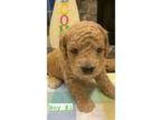 Goldendoodle Puppy for sale in Chillicothe, MO, USA