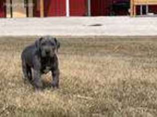 Great Dane Puppy for sale in Rockwell City, IA, USA